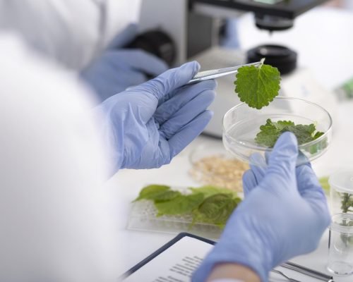 close-up-scientist-holding-petri-dish